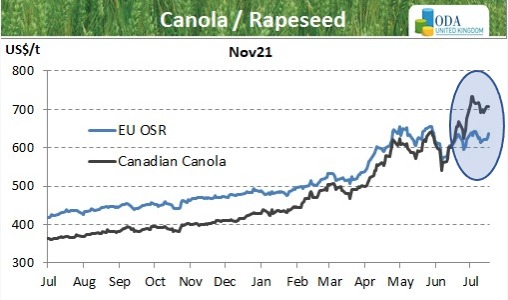 ODA Market Alert: Canadian 🇨🇦 canola production under severe threat. EU markets rally continues.