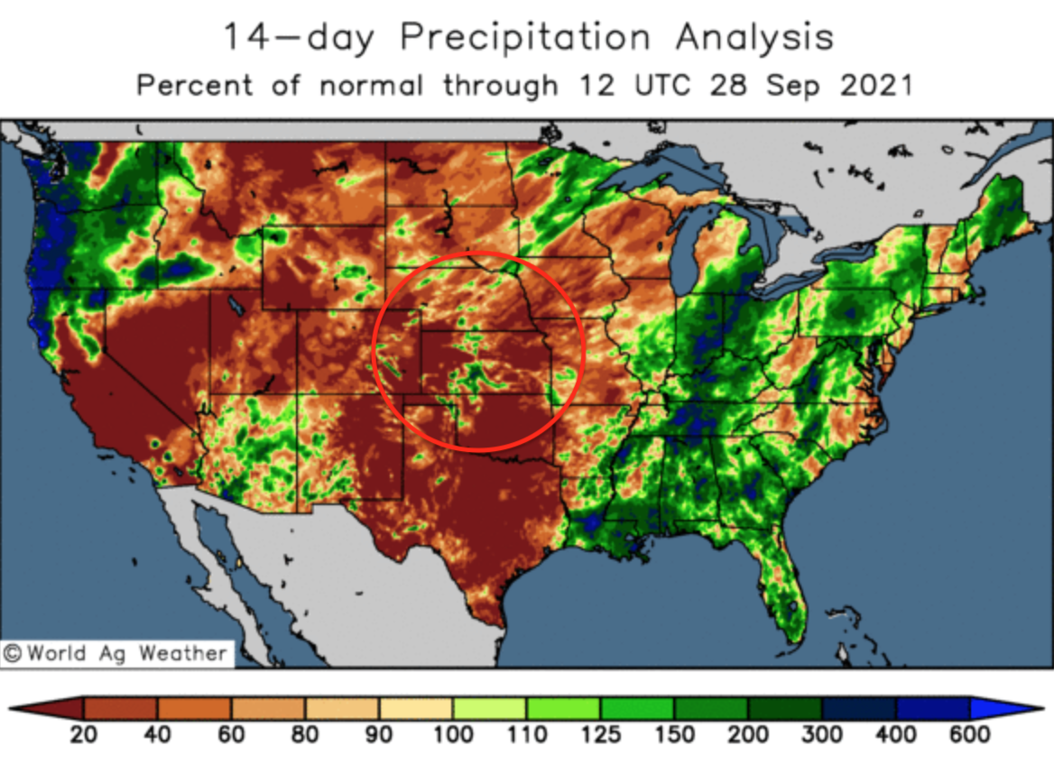 ODA Market Alert: US 🇺🇸 Winter wheat development threatened by a dry pattern.