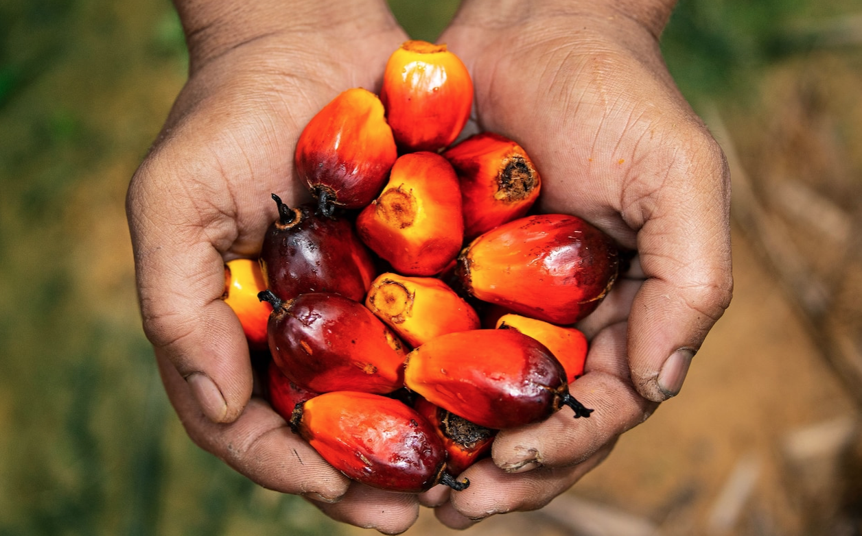 ODA Market Alert: Indonesia 🇮🇩, the world’s biggest palm oil producer, will ban all palm oil exports amid local shortages.