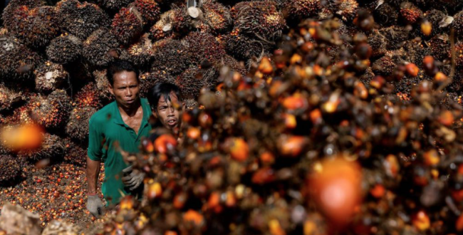 ODA Market Alert: Indonesia 🇮🇩 lifts palm oil Export ban in relief to global veg oil markets.