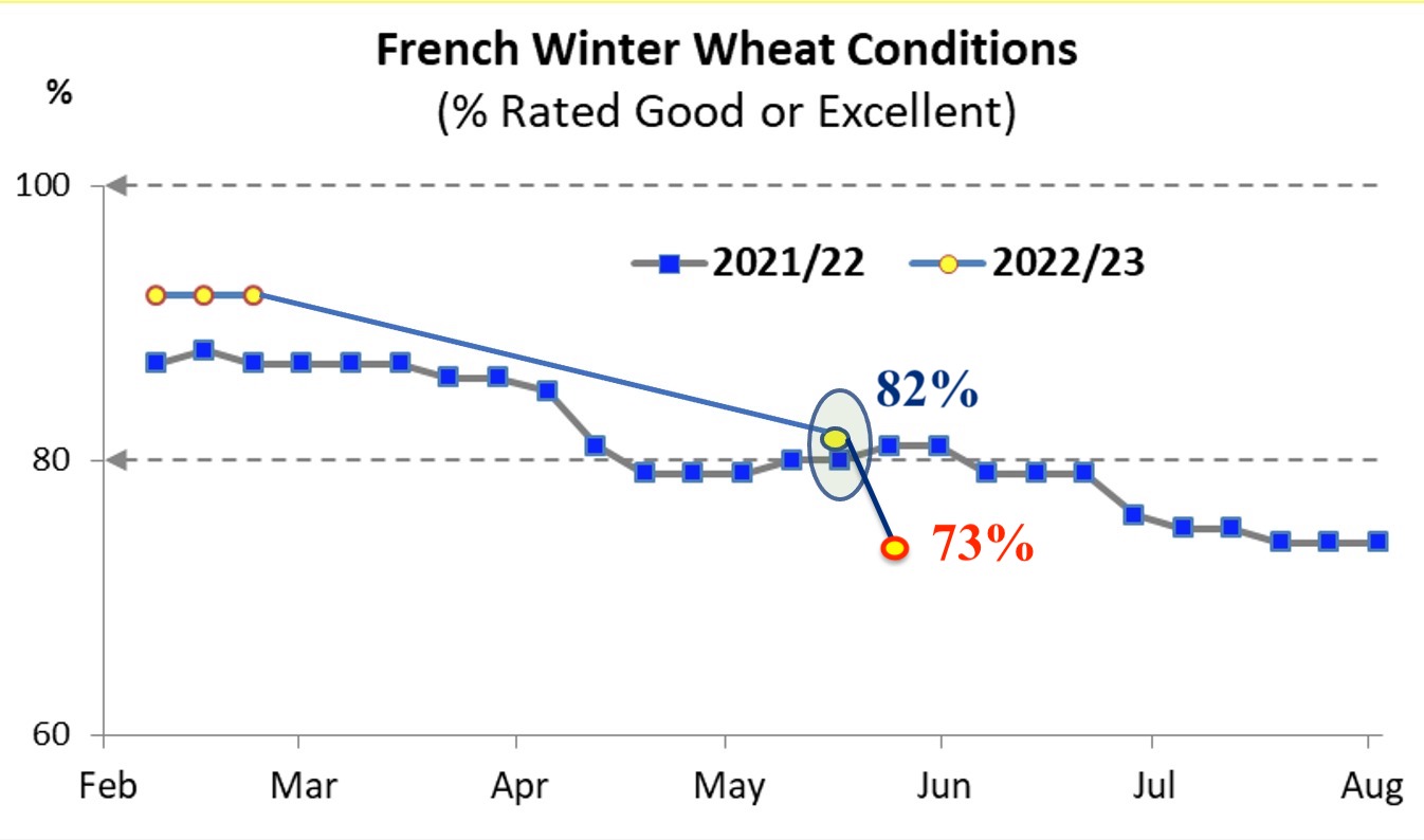 ODA Market Alert: FranceAgriMer have reported a second straight week of sharp declines for the French 🇫🇷 soft wheat crop.