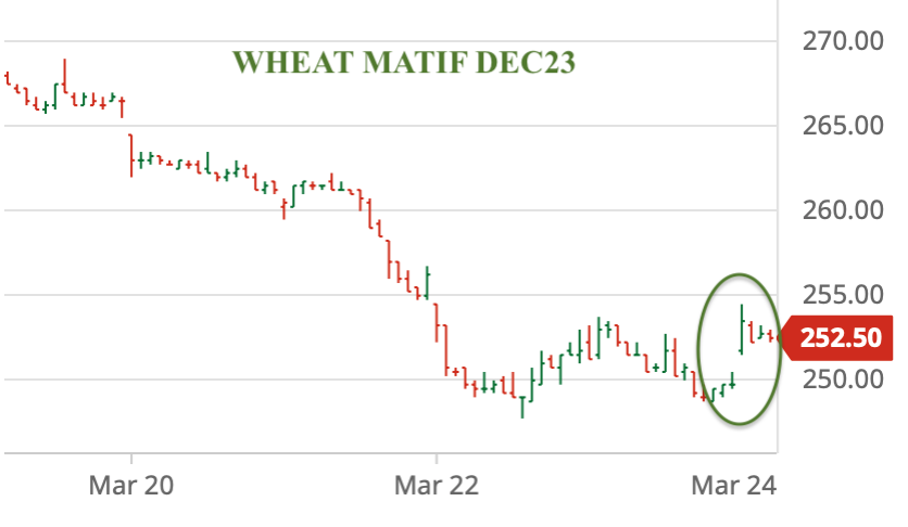 Reality or rumor? Russia 🇷🇺reportedly considering halting wheat and sunseed exports after price falls.